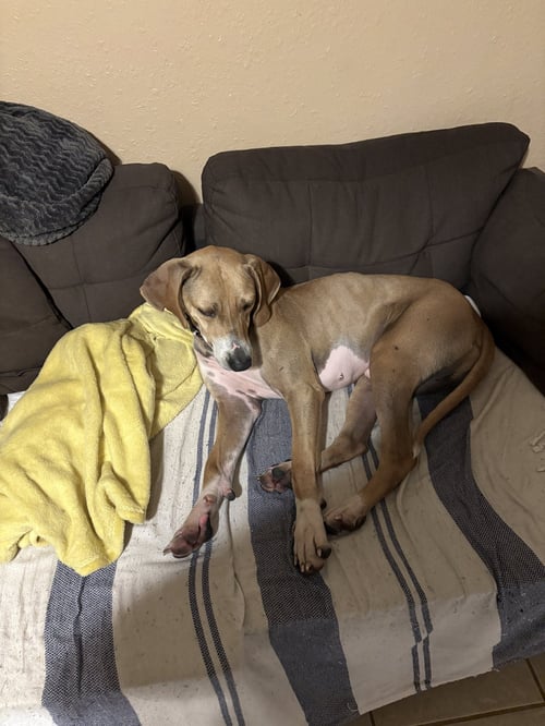 BUCK - Weimaraner / Black Mouth Cur available for adoption