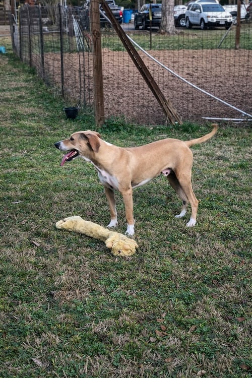 BUCK - Weimaraner / Black Mouth Cur available for adoption