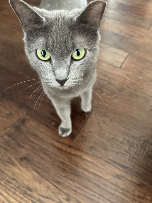 SMOKEY - Domestic Short Hair available for adoption