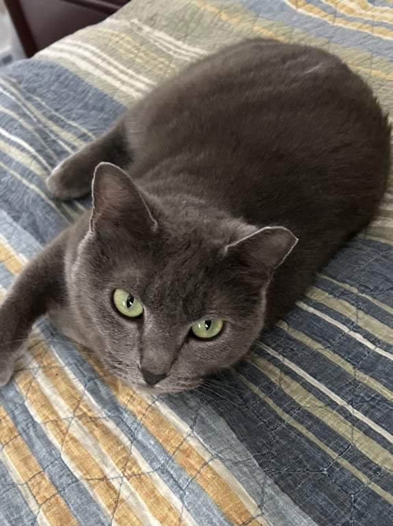 Smokey Image