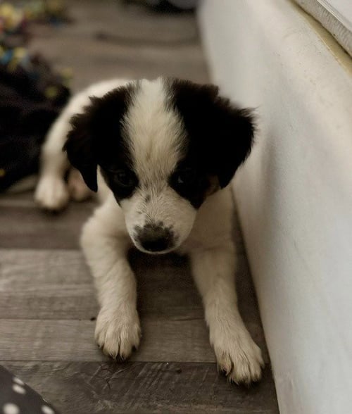 CHLOE - Australian Shepherd / Border Collie available for adoption