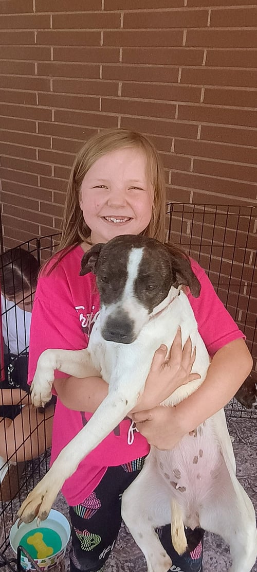 BETTY - Terrier available for adoption