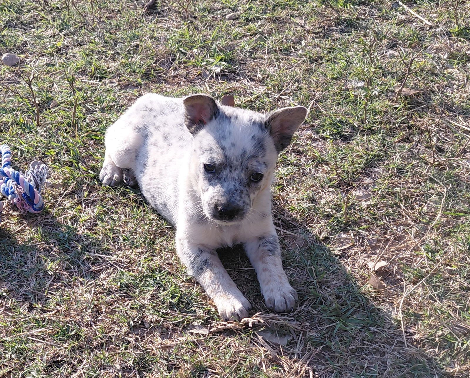 DEDE - Red Heeler available for adoption