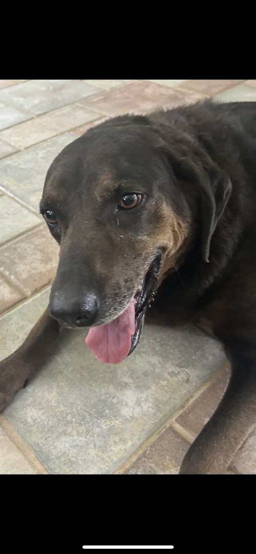 PRISCILLA - Labrador Retriever / Hound for adoption in The Woodlands