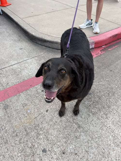 PRISCILLA - Labrador Retriever / Hound available for adoption