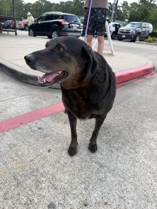 PRISCILLA - Labrador Retriever / Hound available for adoption
