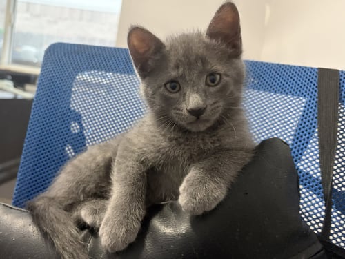 CHANTILLY - Domestic Short Hair available for adoption