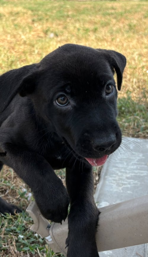 OZZY - Labrador Retriever available for adoption
