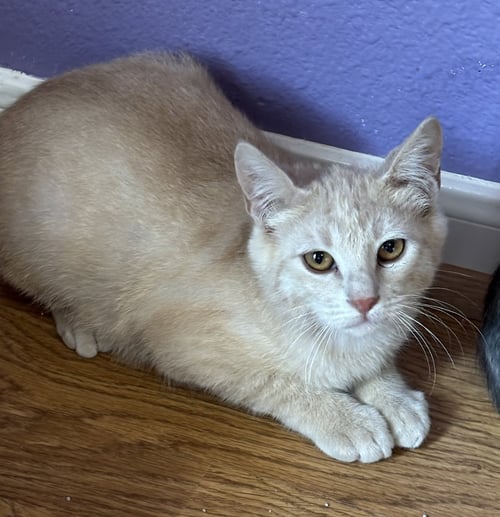 LUX - Domestic Short Hair available for adoption