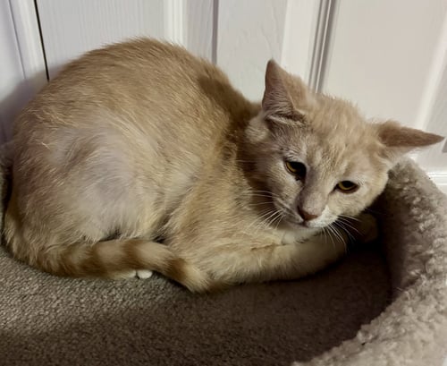 LUX - Domestic Short Hair available for adoption