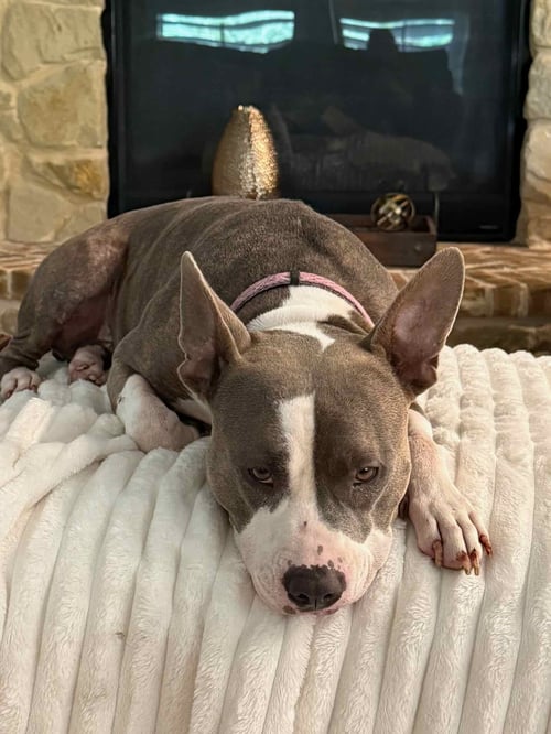 SISSIE - Pit Bull Terrier available for adoption