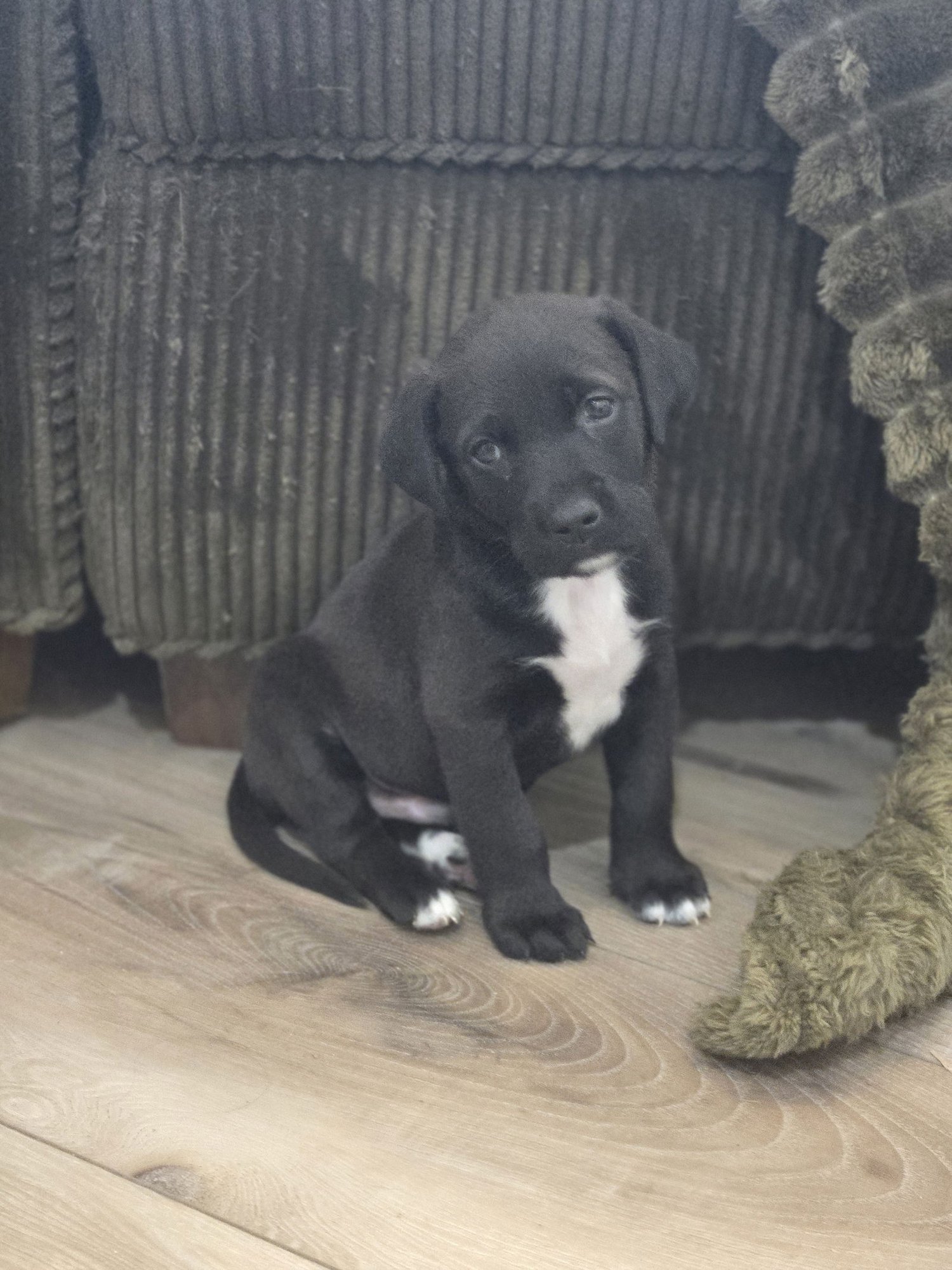 PRINCE - Labrador Retriever available for adoption