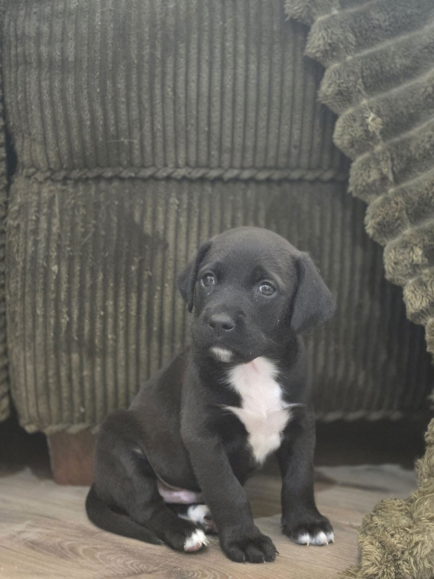 PRINCE - Labrador Retriever available for adoption