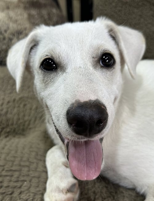 SIR CHARLIE - Labrador Retriever available for adoption