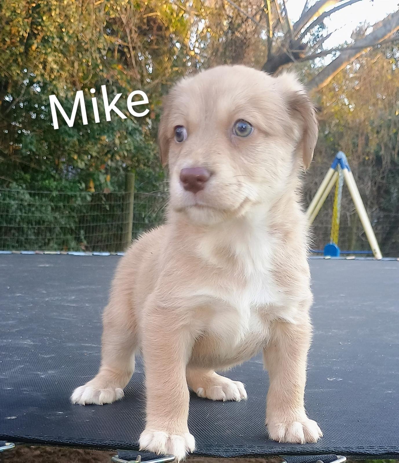 MIKE - Labrador Retriever for adoption in The Woodlands