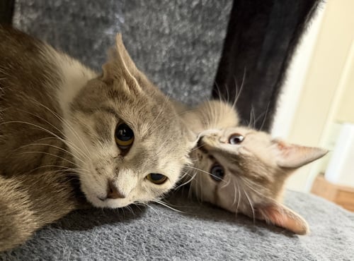 SNOW WHITE - Domestic Short Hair available for adoption