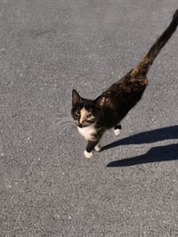 Laska - Photo 2