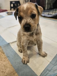 Dixie - Photo 2
