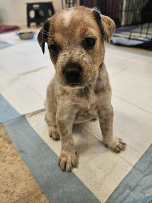 DIXIE - Labrador Retriever / Red Heeler available for adoption