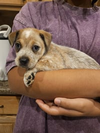 Dixie - Photo 1