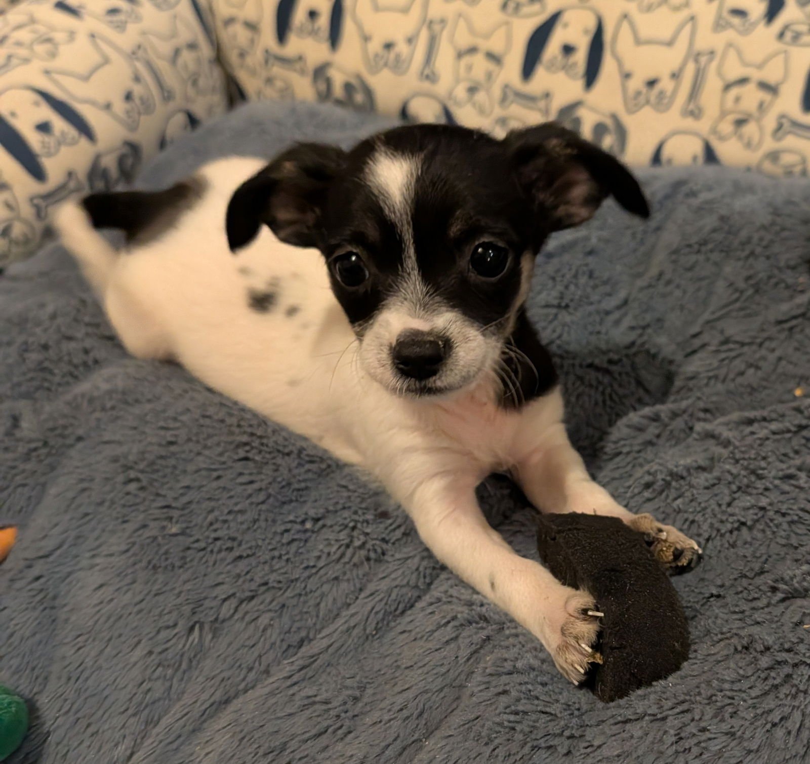 BRYNN - Chihuahua available for adoption