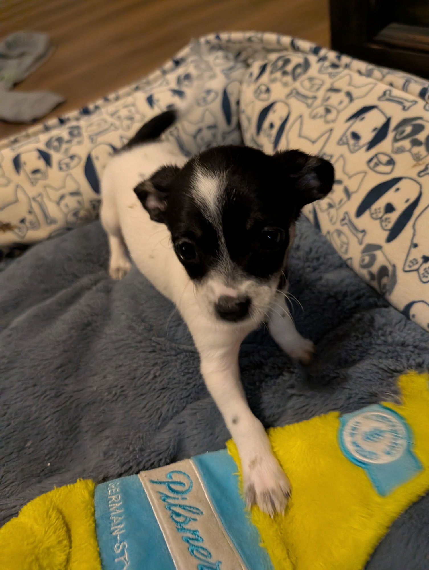 BRYNN - Chihuahua available for adoption