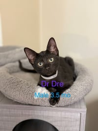 Dr. Dre - Photo 1