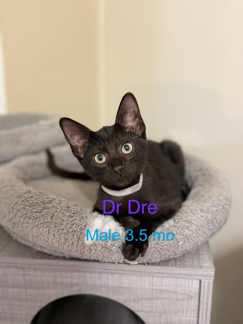 DR. DRE - Domestic Short Hair available for adoption