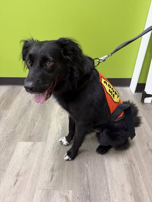 SHANE - Labrador Retriever available for adoption