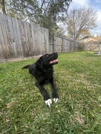 Shane - Photo 4