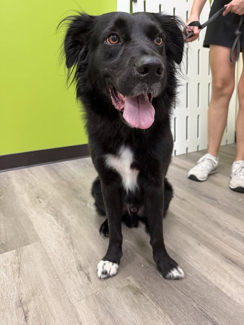 SHANE - Labrador Retriever available for adoption