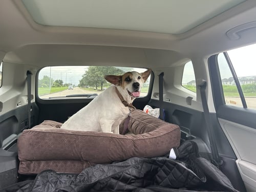 ROXY - Labrador Retriever / Shepherd available for adoption