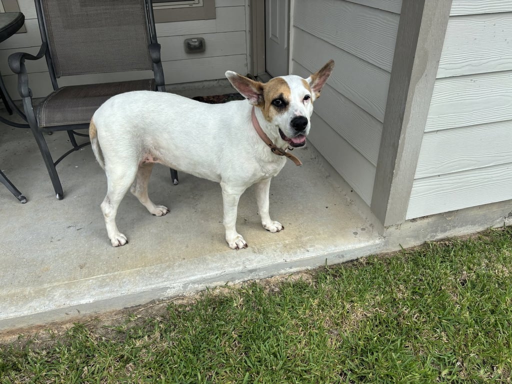 Roxy Image
