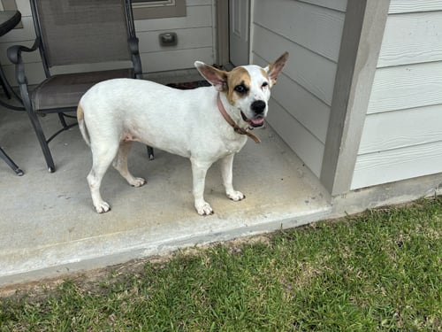 ROXY - Labrador Retriever / Shepherd available for adoption