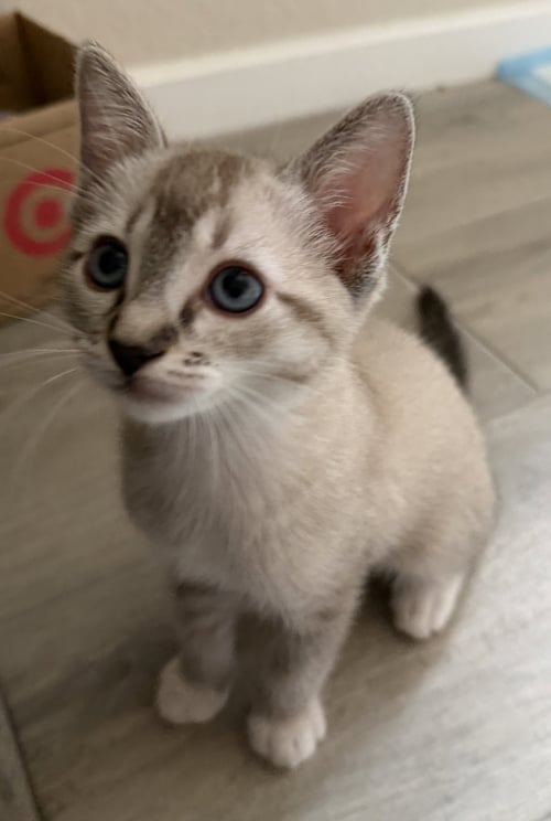 ZENA - Siamese for adoption in The Woodlands