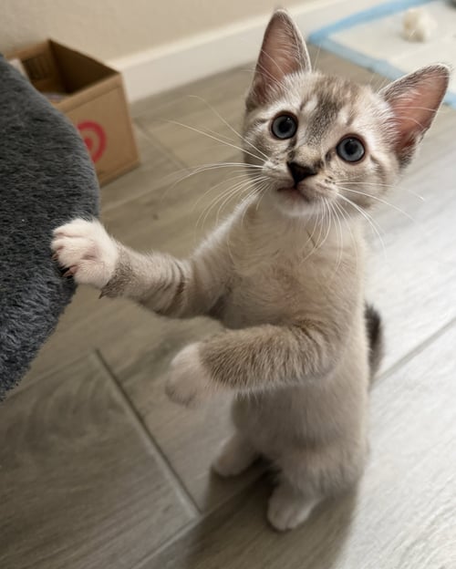 ZENA - Siamese available for adoption