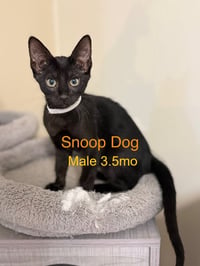 Snoop Dog - Photo 1