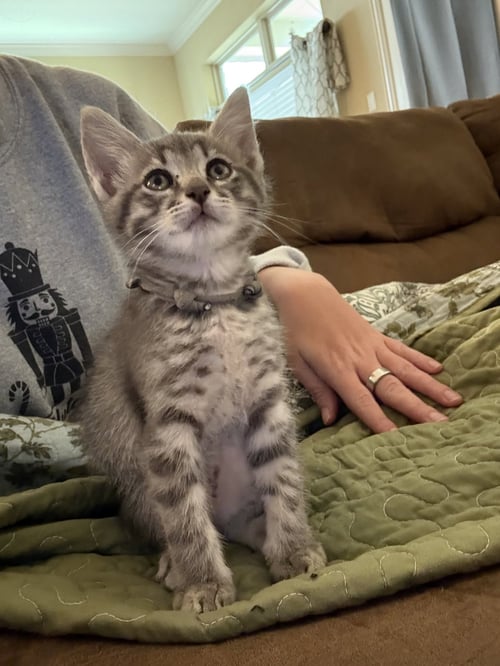 SIRIUS - Domestic Short Hair available for adoption