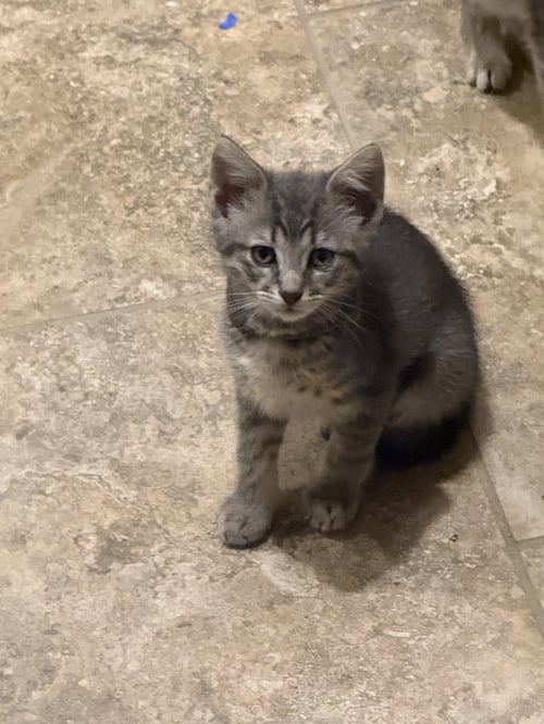 SIRIUS - Domestic Short Hair available for adoption