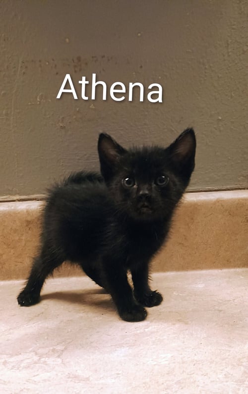 ATHENA - Domestic Short Hair available for adoption