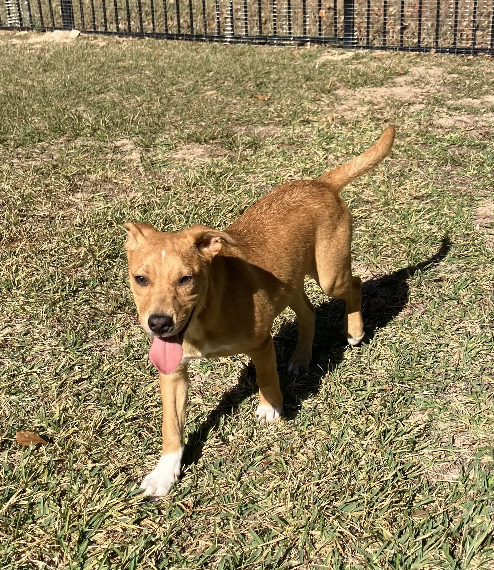 CHESTER - Labrador Retriever available for adoption