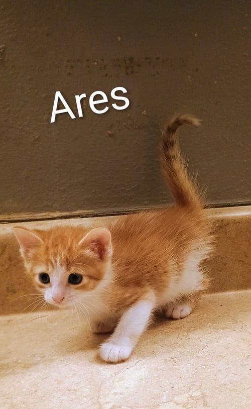 ARES