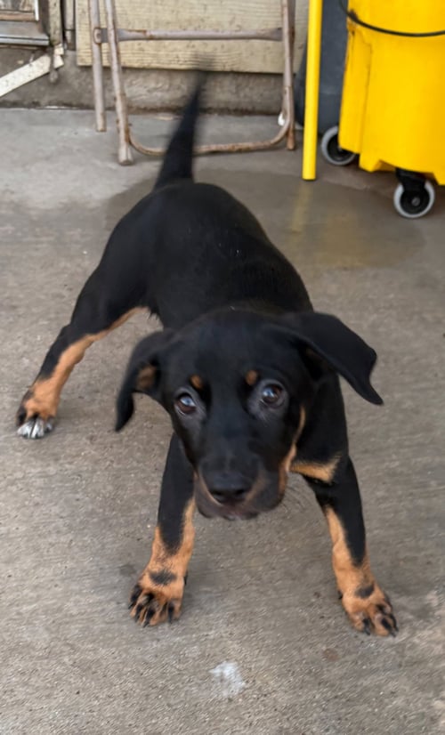 BANDITA - Labrador Retriever available for adoption