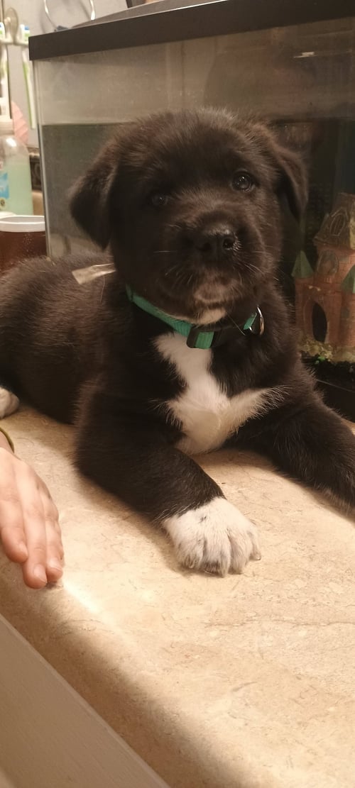 BUZZ - Great Dane available for adoption