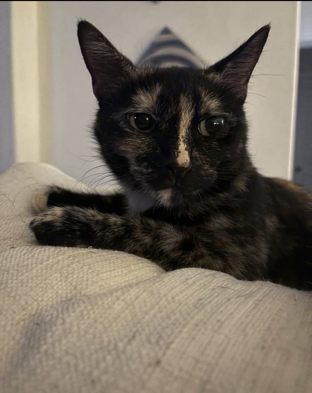 Jade Image