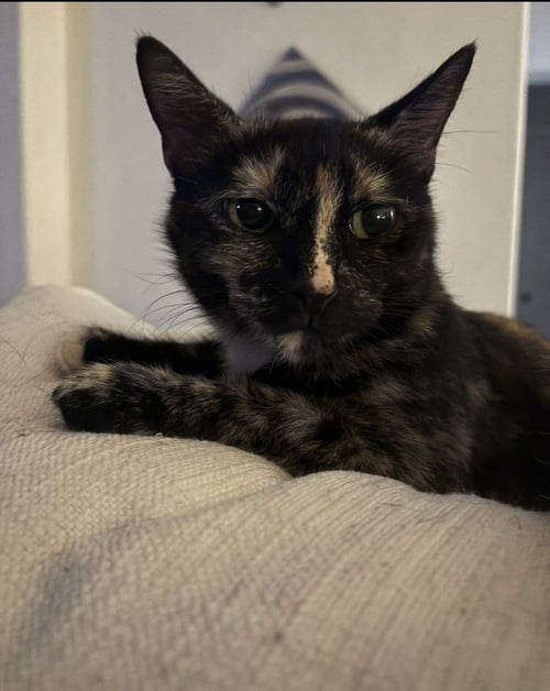 JADE - Domestic Short Hair available for adoption