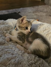 Finn - Photo 6