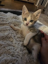 Finn - Photo 2