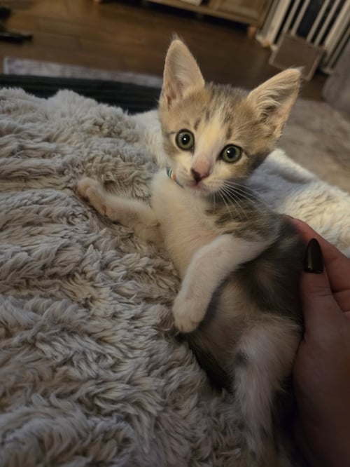 FINN - Domestic Short Hair available for adoption