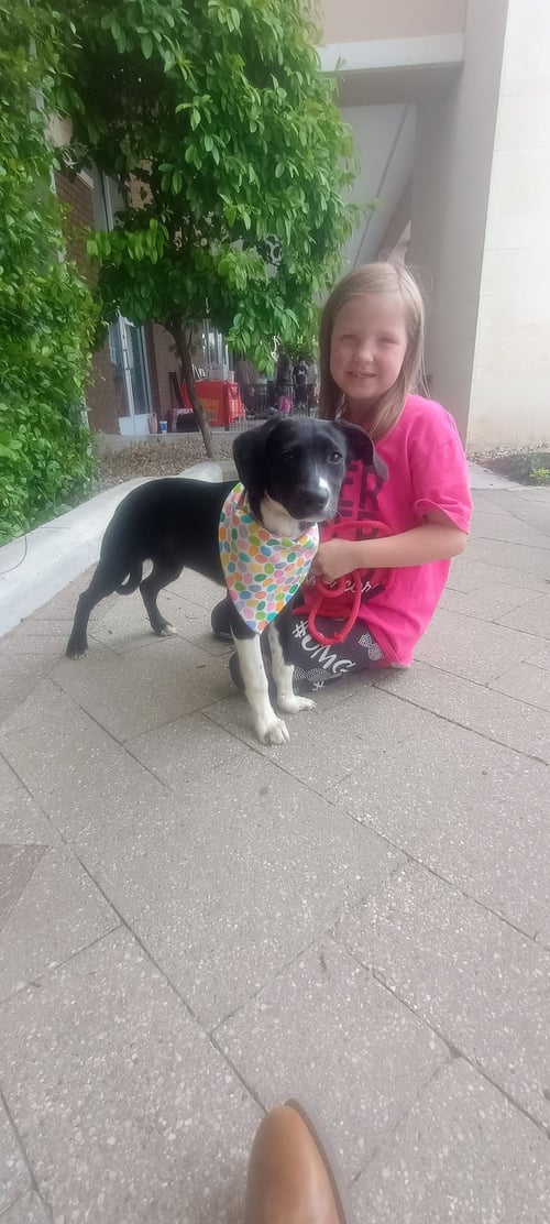 DAISEY - Labrador Retriever available for adoption